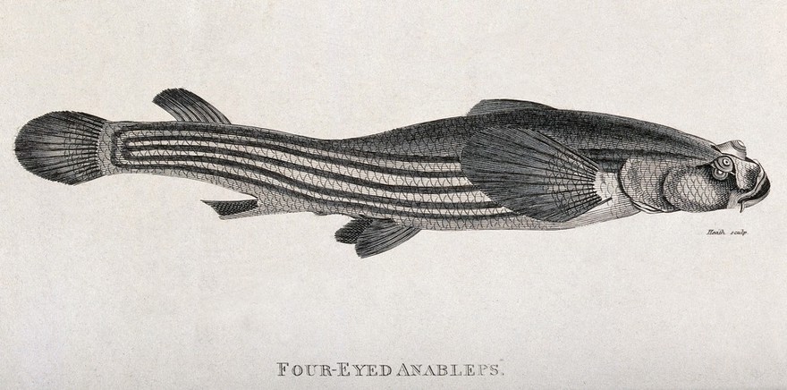 A four eyed anablebs. Engraving by Heath.