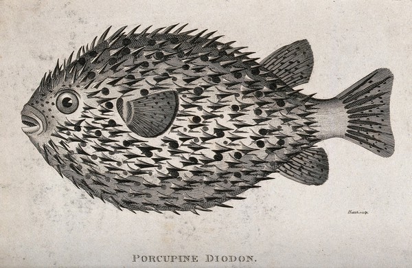 A porcupine diodon. Engraving by Heath.