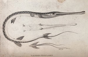 view A slender fistularia. Engraving by Heath.