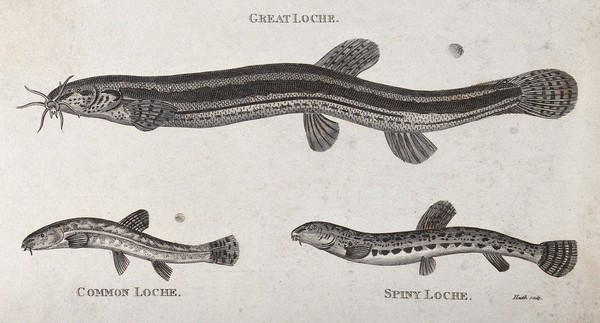 A great loche, a common loche and a spiny loche. Engraving by Heath.