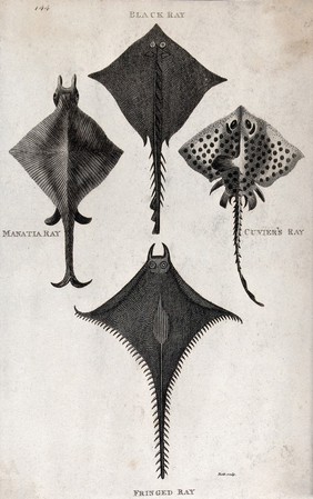 A black ray, a Manatia ray, a Cuvier's ray and a fringed ray. Engraving by Heath.