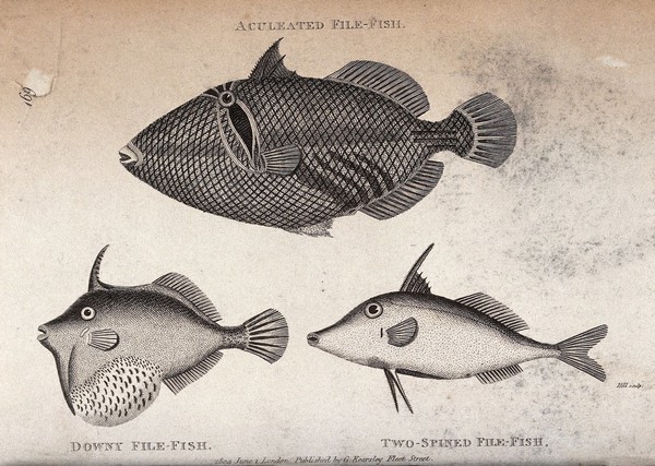 An aculeated file-fish (above), a downy file-fish and a two-spined file-fish (below). Engraving by Hill.