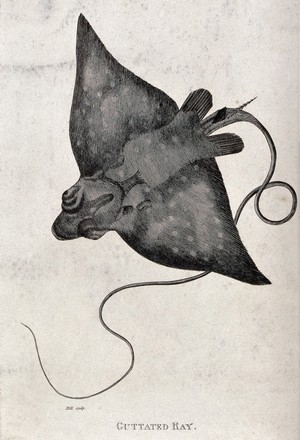 view A guttated ray. Engraving by Hill.