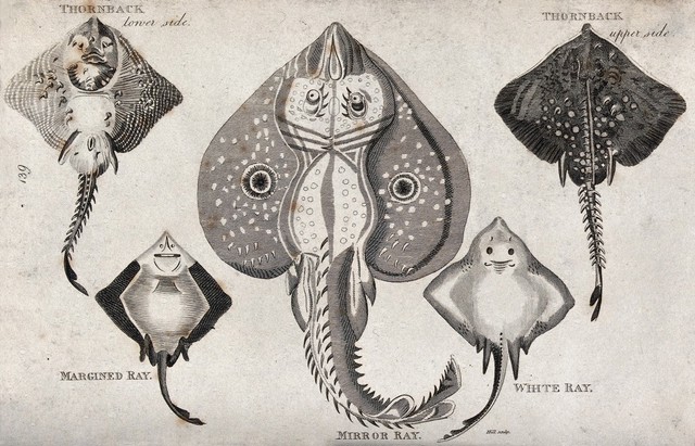 A variety of rays, including the thornback ray, the margined ray, the mirror ray, and the white ray. Engraving by Hill.
