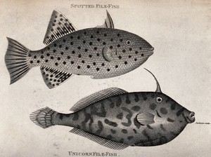 view Above, a spotted file fish; below, a unicorn file fish. Engraving by Jackson.