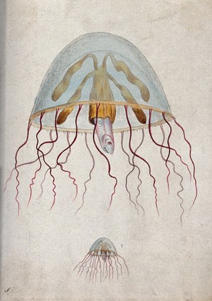 view Above, a marine mollusc divulging a fish; below, a marine mollusc divulging a fish. Coloured etching.