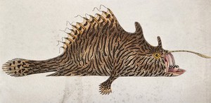 view A fish with a large proboscis. Coloured etching.