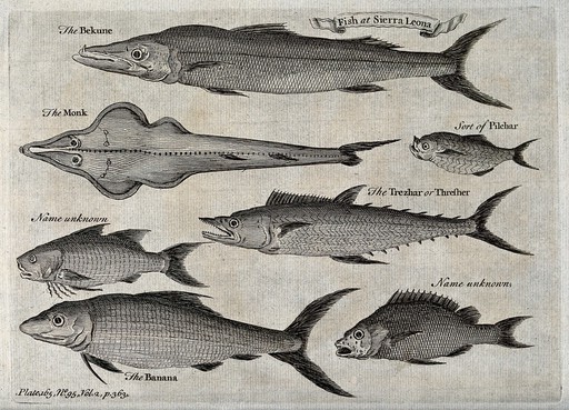 A variety of fish from Sierra Leone, including monkfish and pilchard. Etching.
