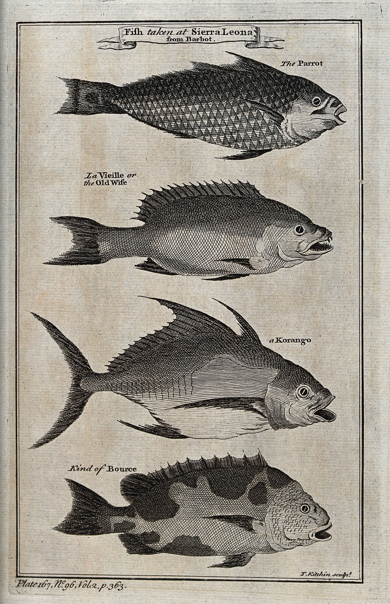 A variety of fish from Sierra Leone, including a parrot-fish. Etching by T. Kitchen., by Thomas Kitchin