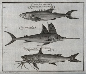 view A variety of fish, including the cat-fish. Etching.