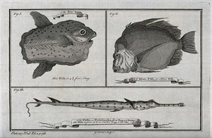 view Above, a sun-fish and a moonfish; below, an Orfie (or Petinbuaba) fish. Etching by G. Child.