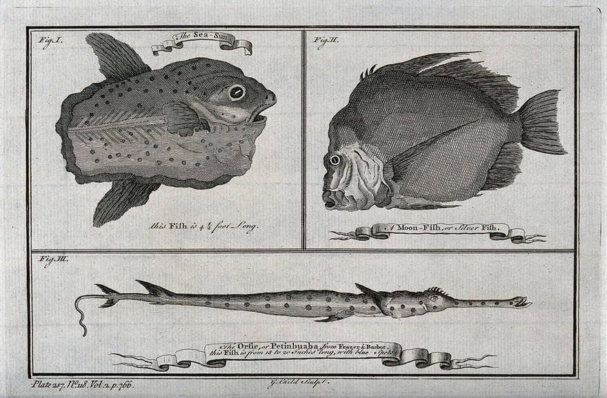 Above, a sun-fish and a moonfish; below, an Orfie (or Petinbuaba) fish. Etching by G. Child.