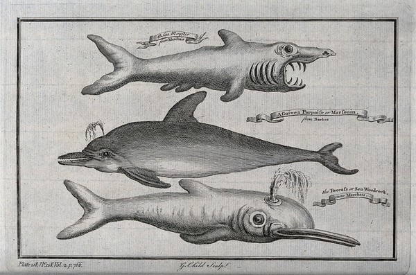 Three small toothed whales, including a Guinea porpoise. Etching by G. Child.