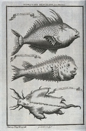 Three fish, including a devil ray. Etching by G. Child.