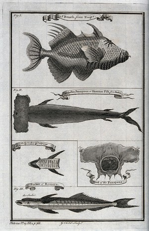 view A variety of fish, including the hammer fish, a sucker flat ray and a sucker fish. Etching by G. Child.