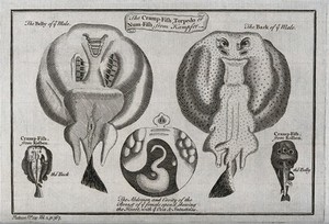 view Various cross-sections of a cramp-fish and its parts. Etching.