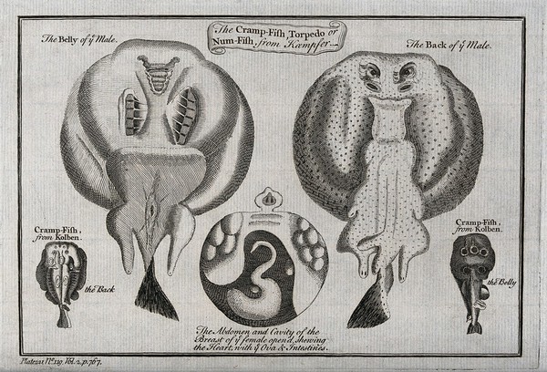 Various cross-sections of a cramp-fish and its parts. Etching.
