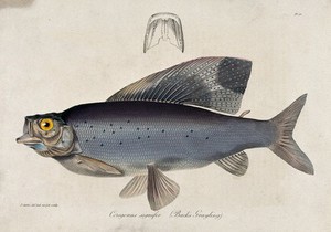 view A Back's grayling and a cross-section of its gill. Coloured etching by J. Curtis.