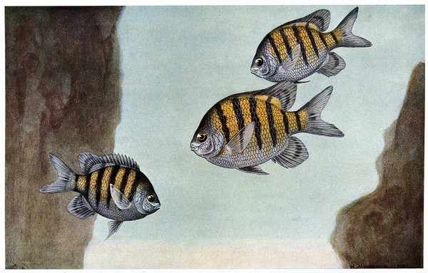 Three fish at the bottom of the sea. Colour line block after H. Murayama.