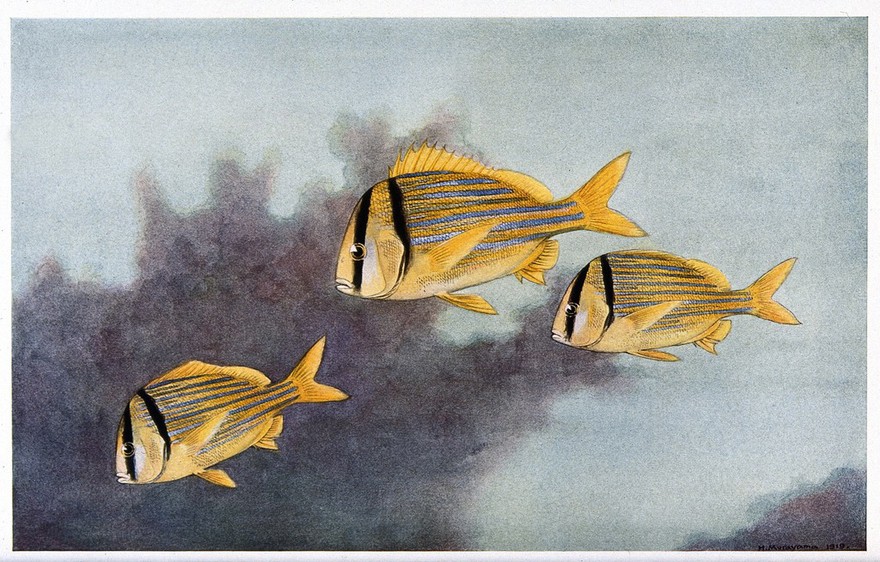Three yellow pork-fish swimming in the sea. Colour line block after H. Murayama.