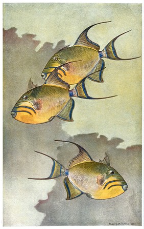 Three Queen trigger fish swimming in the sea. Colour line block after H. Murayama.