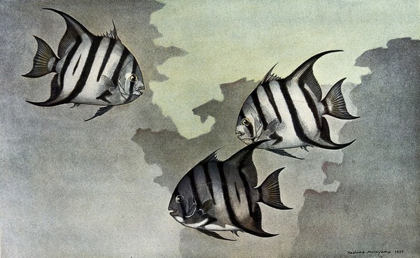 Three spade fish (Chaetodipterus faber) swimming in the sea. Colour line block after H. Murayama.