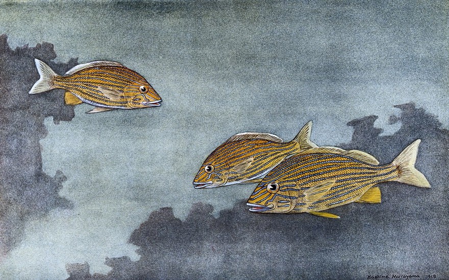 Three blue stripped grunts (Heamulon sciurus) swimming in the sea. Colour line block after H. Murayama.