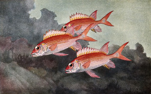 Three squirrel fish swimming in the sea. Colour line block after H. Murayama.