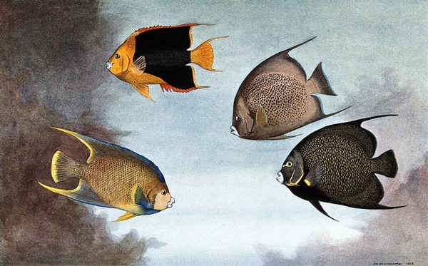 A rock beauty, a black angel fish, a blue angel fish and a french angel fish swimming in the sea. Colour line block after H. Murayama.