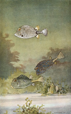 A shell fish, a cow fish and a buffalo trunk fish swimming in the sea. Colour line block after H. Murayama.