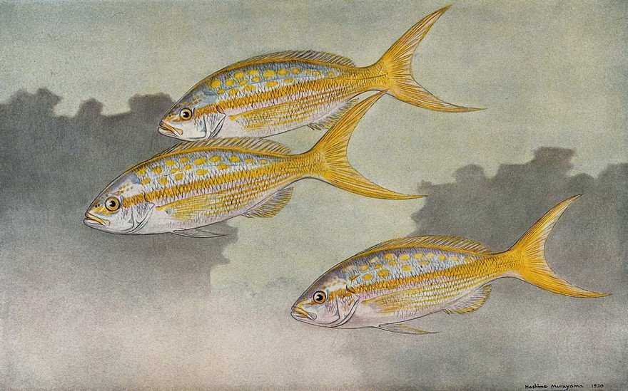 Three yellow tail fish swimming in the sea. Colour line block after H. Murayama.