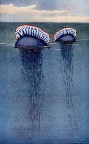 view Two Portuguese man o' war (Physalia arethusa) drifting half-submerged in the sea. Colour line block after H. Murayama.