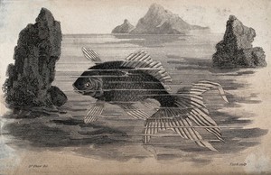 view A fish swimming between the rocks in the sea. Etching by J. Heath after G. Shaw.