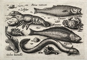 view Six fish, including a lobster, a crab and an eel, with shells. Etching.