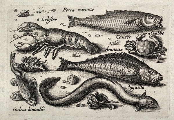 Six fish, including a lobster, a crab and an eel, with shells. Etching.