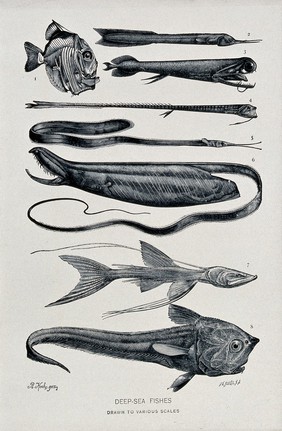 A variety of deep-sea fishes, some skeletal, including the deep-sea eel. Line block after a wood engraving by J. G. Flegel after R. Koch.