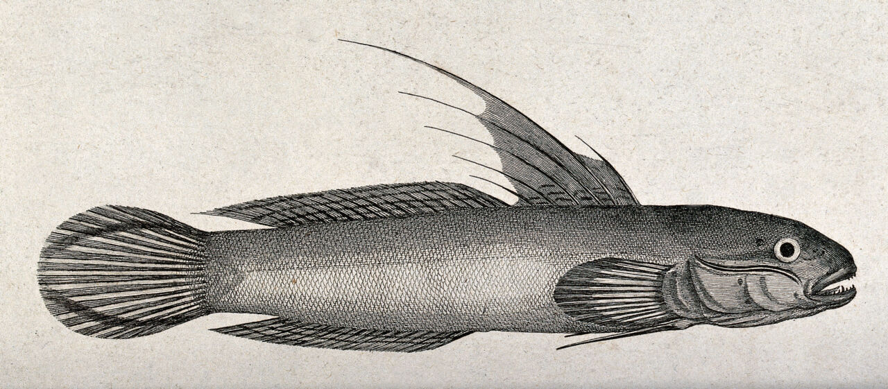 A gudgeon (Gobius strigatus). Etching by P. Mazell after F. P. Nodder., by Frederick Polydore Nodder