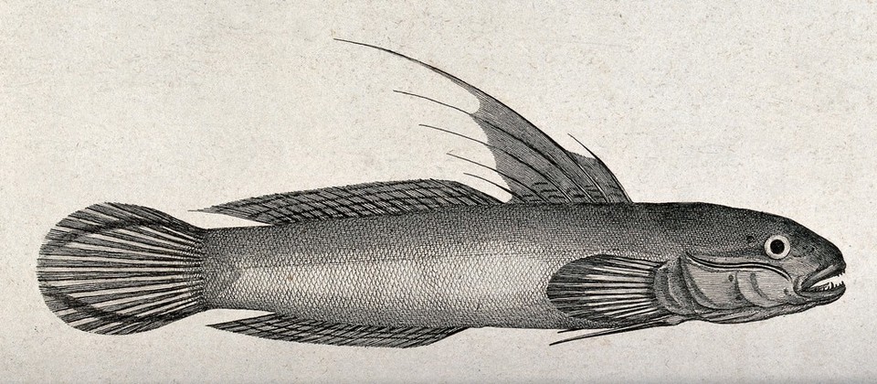 A gudgeon (Gobius strigatus). Etching by P. Mazell after F. P. Nodder.
