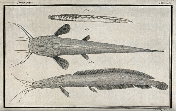 Three fish see from above. Etching by F. Perry.