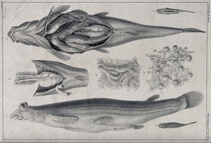 view A disembowelled fish with details of its intestines, reproductive organs, roe and milt. Lithograph by W. Walton after F. Bauer.