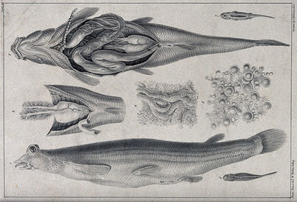 A disembowelled fish with details of its intestines, reproductive organs, roe and milt. Lithograph by W. Walton after F. Bauer.