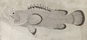 view A fish with spikes. Etching.