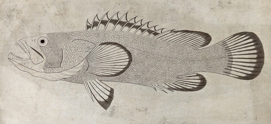 A fish with spikes. Etching.