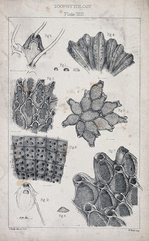 view Cross-sections of zoophytes, including corals, sea anemones and sponges. Lithograph by C. Busk.