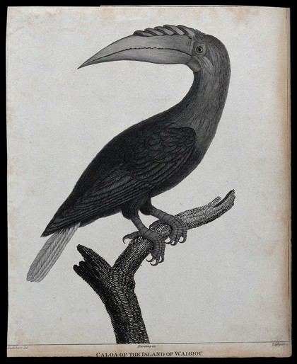 A hornbill from the island of Waigiou. Engraving by Eastgate after J. B. Audebert.