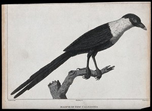 view A magpie from New Caledonia. Engraving by Bawtree after J. B. Audebert.