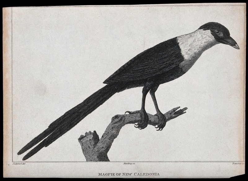 A magpie from New Caledonia. Engraving by Bawtree after J. B. Audebert., by Jean-Baptiste Audebert