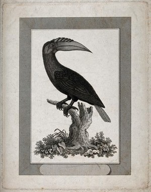 view A hornbill from the island of Waigiou. Engraving, ca. 1798, after J. B. Audebert.