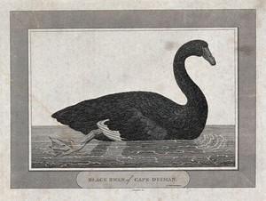 view A black swan from Cape Dieman. Engraving by Eastgate, ca. 1798.