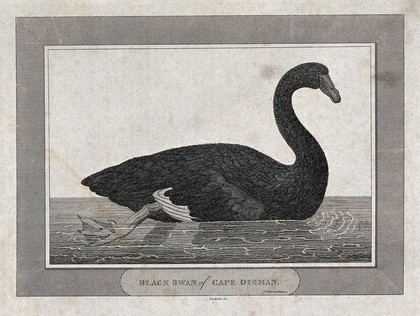 A black swan from Cape Dieman. Engraving by Eastgate, ca. 1798.